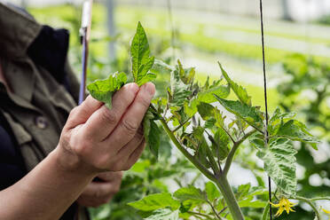 Crop unrecognizable mature female farmer touching fresh leaves of green plant during work in greenhouse - ADSF45999