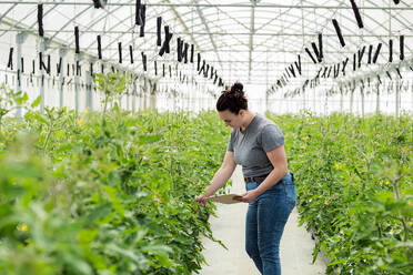 Side view of female farmer in casual clothes holding clipboard while inspecting quality of green plants in greenhouse - ADSF46000
