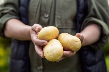Crop anonymous hands of farmer in casual clothes showing raw potatoes during harvesting season at work - ADSF46002