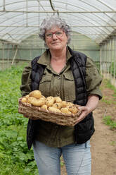 Smiling mature female farmer in eyeglasses looking at camera while standing in greenhouse with white skinned variety of potato vegetables in wicker basket during daytime - ADSF46006