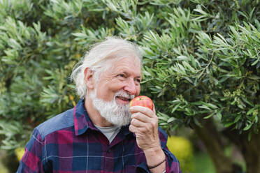 Smiling senior bearded male with gray hair looking away while standing in garden and holding apple with hand near mouth against blurred green lush trees - ADSF46010