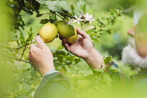 Side view of aged gray haired male farmer touching fresh green lemons and looking away while standing near tree with leaves and flowers in daylight against blurred greenery - ADSF46013