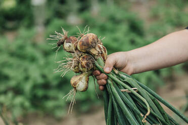 Hand of little boy holding bunch of freshly harvested onions - VSNF01248