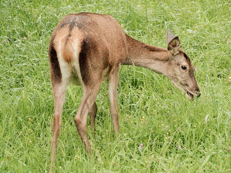 Crop side view of beautiful graceful deer standing on meadow of grazing green hill - ADSF46027