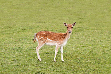 Side view of beautiful graceful deer standing on meadow of green hill - ADSF46029