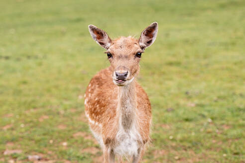 Beautiful graceful single deer standing on meadow of green hill looking at camera - ADSF46030