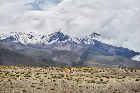 Side view of wild shy vicuna camelid standing on dry grassy terrain of Chimborazo Volcano in Ecuador against cloudy blue sky and mountains during bright summer day - ADSF46039