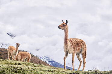 From below of wild shy vicuna camelids grazing and standing on grassy pasture of Chimborazo Volcano in Ecuador against cloudy blue sky and hills during summer day - ADSF46040
