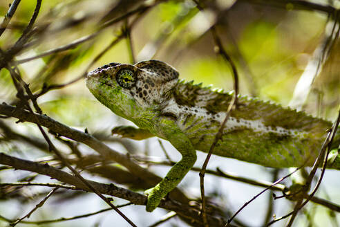 Endemic Panther chameleon on branches of tree in tropical forest of Madagascar in sunlight - ADSF46090