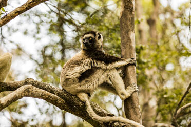 From below cute lemur with tiny eyes looking away while sitting on green tree and holding branch in sunlight against blurred forest in Madagascar - ADSF46092