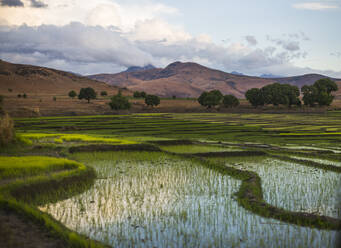 Scenic view of lush green rice plantation field with segmented pool of water and hills with trees and cloudy blue sky at daytime in Madagascar Africa - ADSF46096