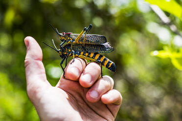 Closeup of crop anonymous person holding huge colorful male and female grasshoppers mating in bright daylight over green leafy blurred background - ADSF46098