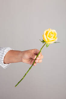 Faceless florist holding a yellow rose against gray background - ADSF46192