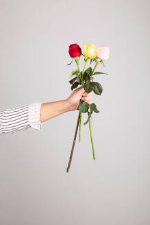 Anonymous florist demonstrating bunch of fresh gentle multicolored roses with green leaves against gray background - ADSF46193