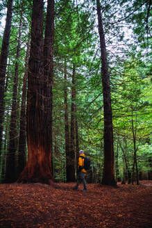 Unrecognizable male hiker walking along tall evergreen trees in forest during trekking on daytime in Cantabria, Spain - ADSF46203