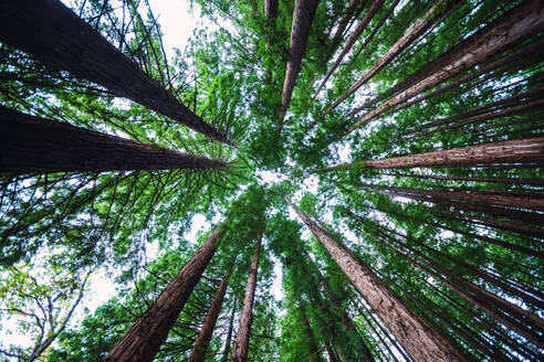 From below of dense canopy of towering green trees creating serene and enchanting atmosphere in Cantabria, Spain - ADSF46204