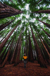 From below of male explorer in warm clothes standing between high tall green trees in forest in Cantabria, Spain - ADSF46205