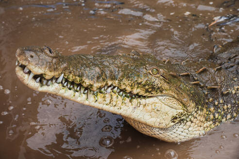 Head of a crocodile lying on shallow dirty water of river in Costa Rica in sunlight - ADSF46213