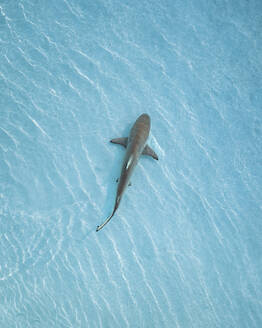 Aerial view of a shark freely swimming along the Atoll coastline, Malé Atoll, Maldives. - AAEF19384