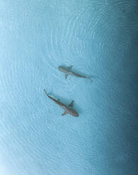 Aerial view of a couple of sharks freely swimming along the Atoll coastline, Malé Atoll, Maldives. - AAEF19385