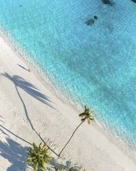 Aerial view of a white sand beach with palm tree at Nalaguraidhoo Atoll, Maldives. - AAEF19396