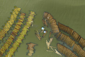 Aerial view of farmers busy processing jute in water, Natore, Bangladesh. - AAEF19399