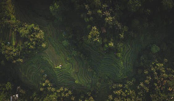 Aerial Drone view of Tegalalang Rice terraces near Ubud in Bali, Indonesia - AAEF19401