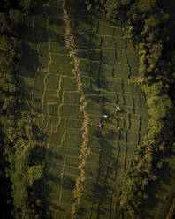 Aerial Drone view of road crossing Rice terraces in Ubud, Bali, Indonesia - AAEF19402