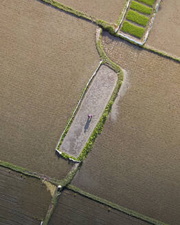 Aerial Drone view of Farmer working in Bongkasa Rice Terrace next to Ubud, Bali Island, Indonesia - AAEF19404