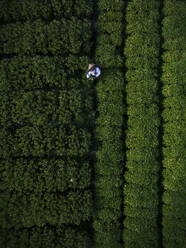 Aerial Drone view of Farmer working in Bongkasa Rice Terrace next to Ubud, Bali Island, Indonesia - AAEF19408