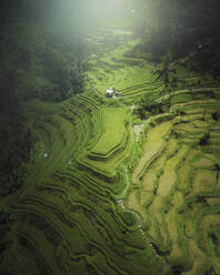 Aerial view of Bali Tegallalang rice terraces, Indonesia. - AAEF19436