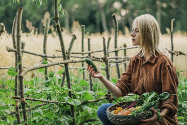 Blonde Frau begutachtet Gurke aus Korb im Garten - VSNF01268