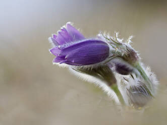 Head of blooming pasqueflower (Pulsatilla vulgaris) - BSTF00231