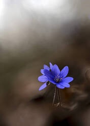 Heads of blooming liverworts (Anemone hepatica) - BSTF00233