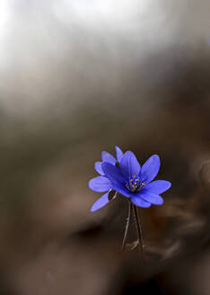 Köpfe von blühenden Leberblümchen (Anemone hepatica) - BSTF00233