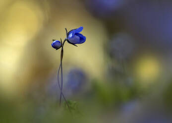 Leberblümchen (Anemone hepatica) blühen im Freien - BSTF00234