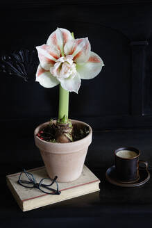 Amaryllisblüte im Topf, Buch, Brille und Kaffeetasse auf dem Klavier stehend - EVGF04340