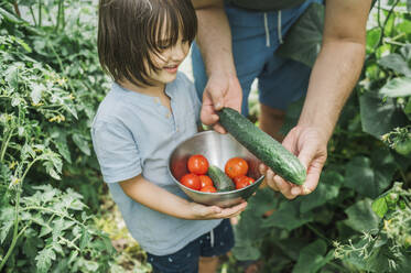 Lächelnder Junge hilft Vater bei der Ernte von Gurken und Tomaten im Garten - ANAF01912