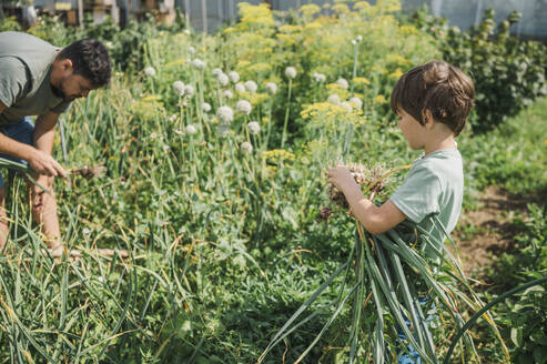 Father and son harvesting garlic in vegetable garden - ANAF01916