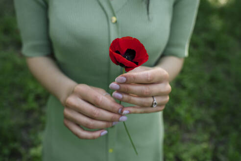 Hands of woman holding red poppy flower - YBF00067