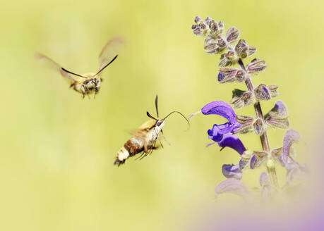 Two hummingbird hawk-moths (Macroglossum stellatarum) flying toward blooming flower - BSTF00235