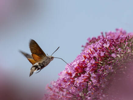 Hummingbird hawk-moth (Macroglossum stellatarum) flying toward pink blooming flowers - BSTF00236