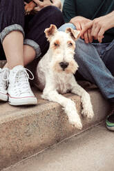 Crop anonymous male and female owners sitting on staircase with white Fox Terrier dog during walk in city - ADSF46226