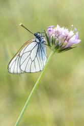 Ein wunderschöner Schmetterling mit weißen und blauen Flügeln ruht sich auf einer kleinen lila Blume in der Sommerlandschaft aus - ADSF46350