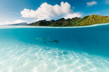 Malerischer Blick auf schwimmende Haie im klaren sandigen Boden blauen Meer mit bewölktem Himmel in sonnigen Sommertag in Französisch-Polynesien Inseln Moorea und Tahiti - ADSF46367