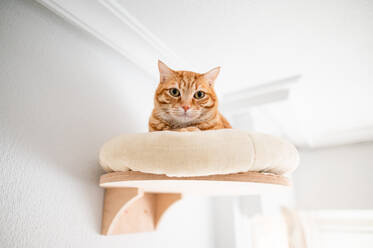 A cute ginger cat relaxes on a high bed in a modern living area, making eye contact with the camera - ADSF46388