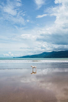 Dog with white fur running on wet sandy Uvita beach near waving sea against mountains under blue cloudy sky in Costa Rica - ADSF46559