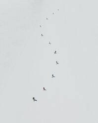 Aerial view of skiers all in a curve line, Mount Etna, Sicily, Italy. - AAEF19588