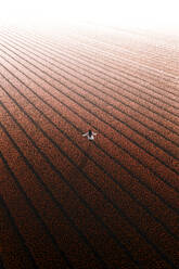 Aerial view of a girl in a tulip field, Noordwijkerhout, Netherlands. - AAEF19608