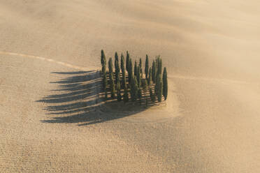 Aerial view of Val D'Orcia cypresses at sunset, Tuscany, Italy. - AAEF19695